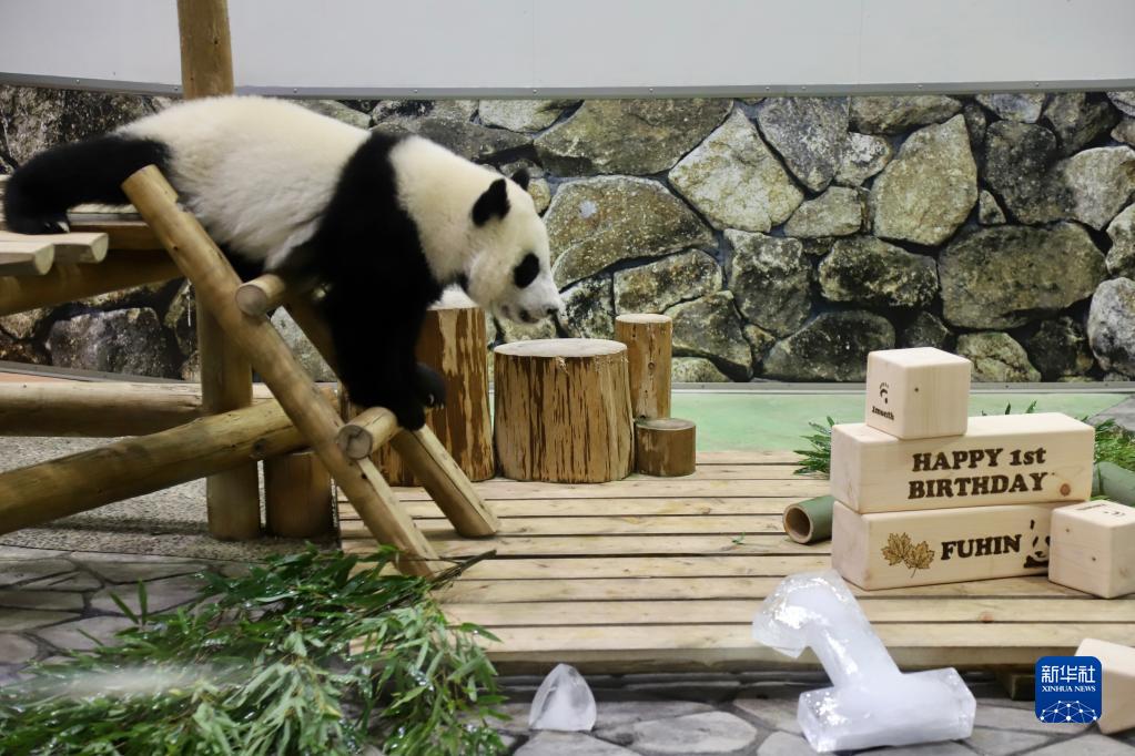 11月22日、日本和歌山県のアドベンチャーワールドで行われた赤ちゃんパンダ「楓浜（フウヒン）」の誕生会の様子（撮影・姜俏梅）。