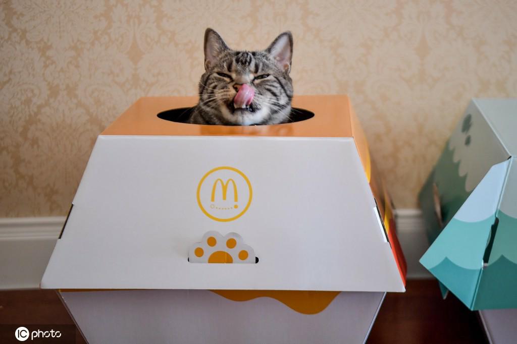 マクドナルドの「限定版ハンバーガー猫ベッド」（写真著作権は東方ICが所有のため転載禁止）。