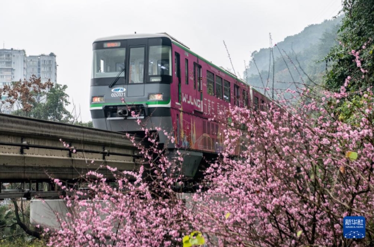 2月20日、重慶都市鉄道2号線で、咲き乱れる紅梅の横を通り過ぎる列車（撮影・唐奕）
