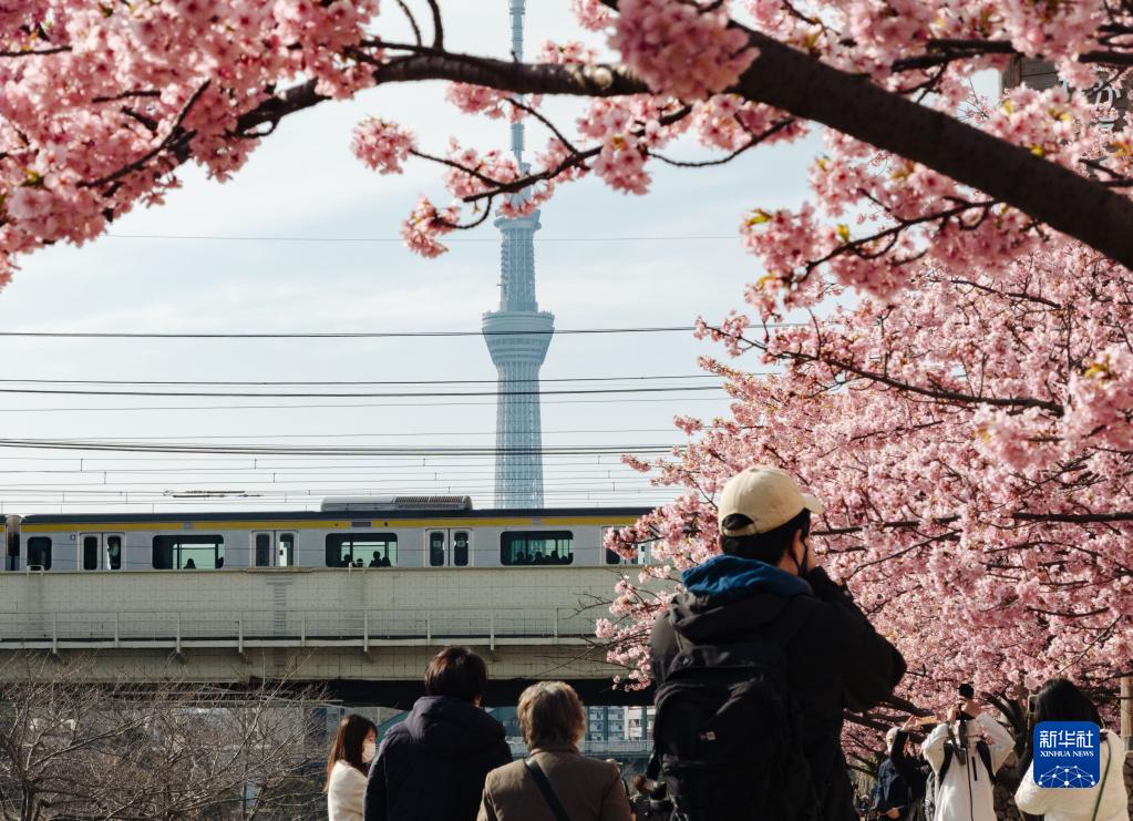 東京の旧中川沿いで、桜を鑑賞する人々（3月9日撮影・張笑宇）。