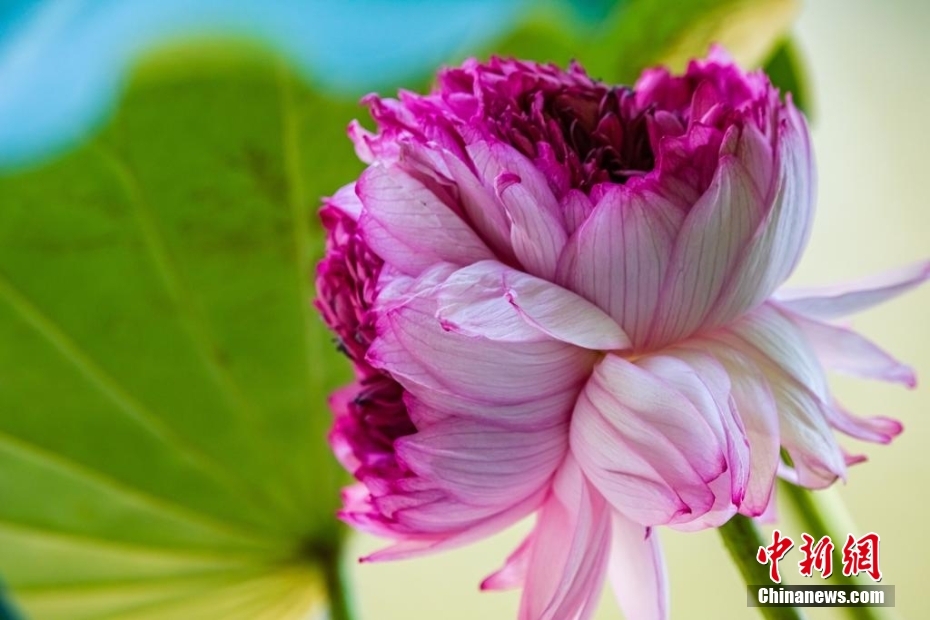 1本の茎に花びら1千枚以上のハスを確認　江蘇省玄武湖