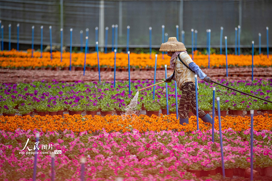 花に水を与える花農家（撮影・蒙鐘徳/写真著作権は人民図片が所有のため転載禁止）。