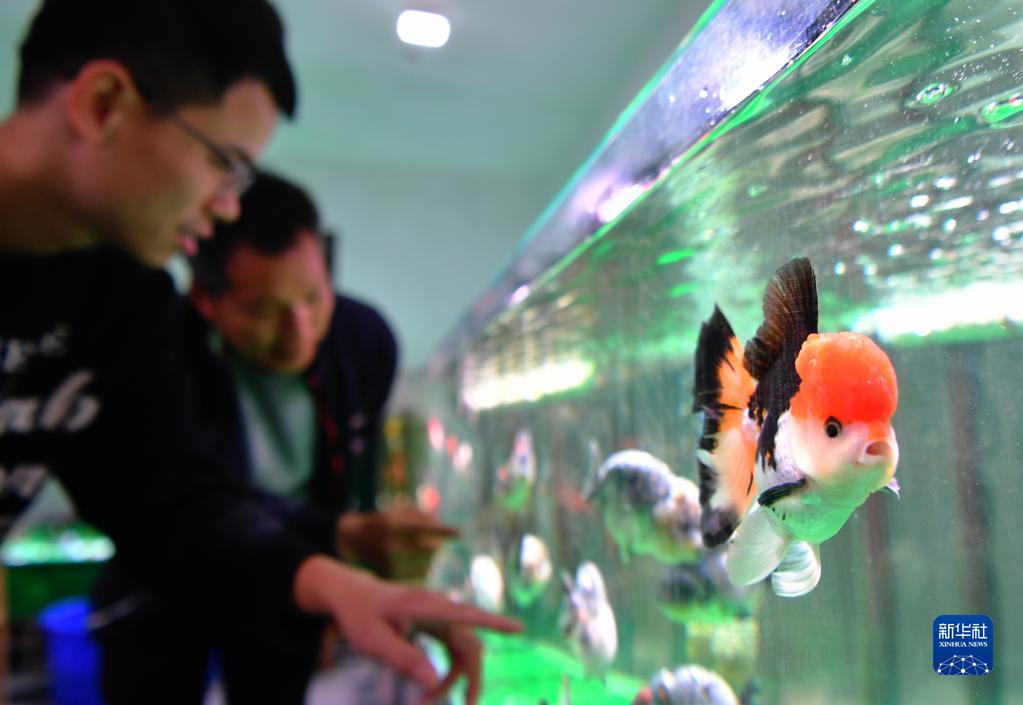 「小さな」金魚が「大きな」産業に　福建省関中村