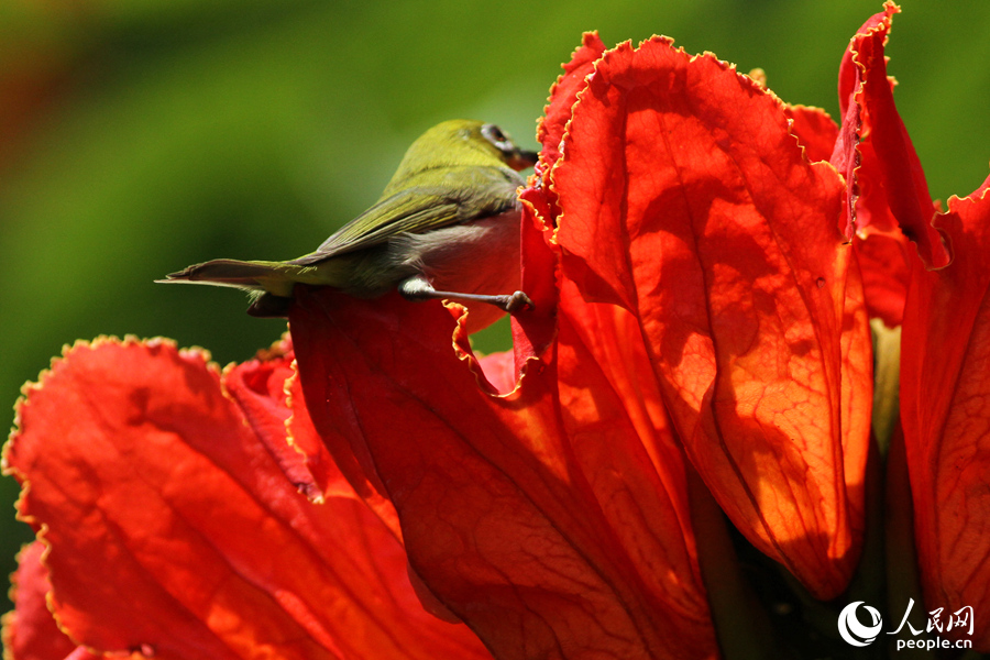 カエンボクの花にとまった小鳥（撮影・陳博）。