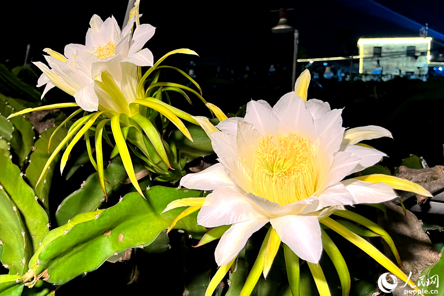ドラゴンフルーツの白い大輪の花が人々を魅了　福建省厦門