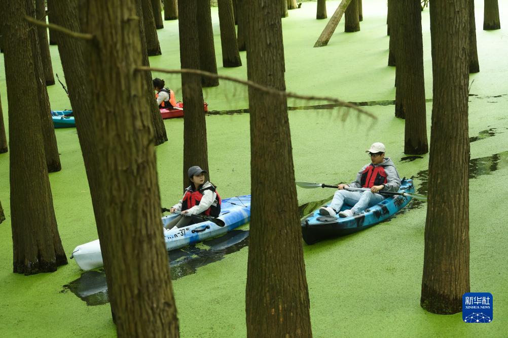 水草に覆われた「抹茶色の森林」をカヌーで進む観光客（10月22日撮影・翁忻暘）。