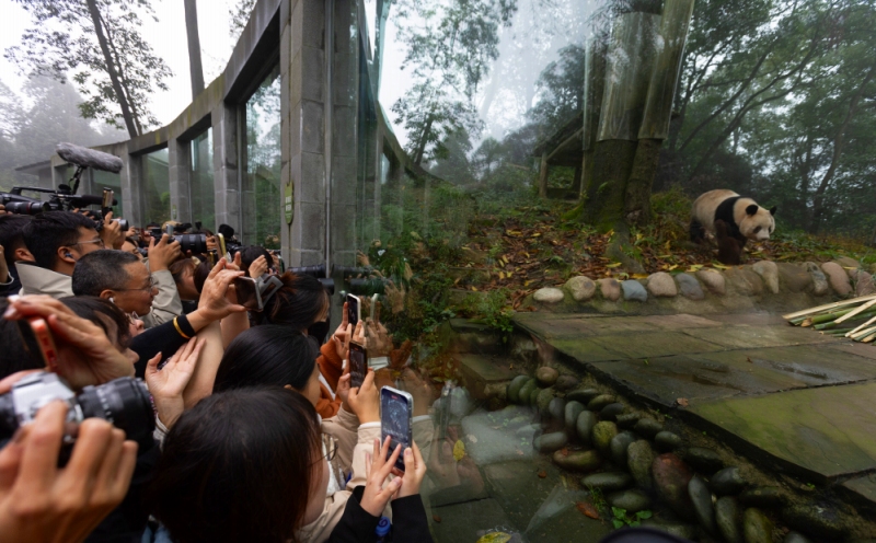 中国ジャイアントパンダ保護研究センター・雅安基地で「香香」と再会した「シャンシャンと再会の旅」のメンバー（11月8日撮影、江宏景）。