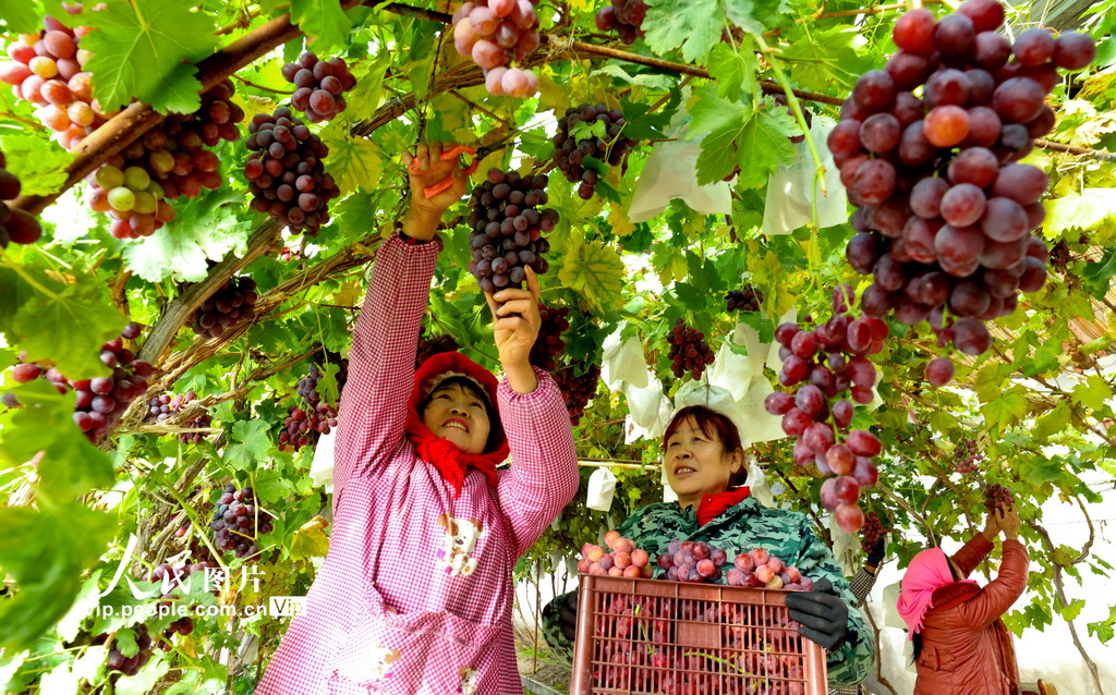季節をずらして栽培したブドウが収穫期を迎える　甘粛省臨沢県