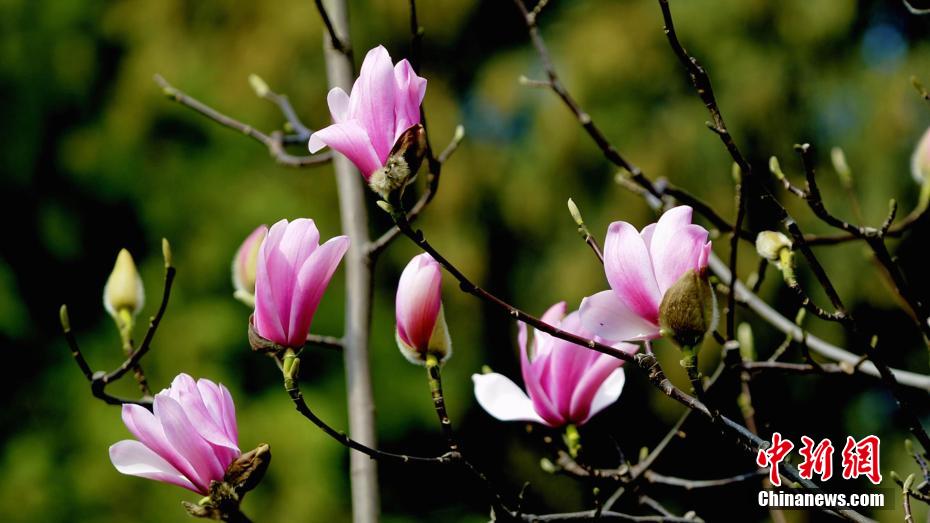 陝西省漢中市勉県武侯祠景勝地で開花した世界で唯一となる樹齢400年のサラサモクレン（撮影・石転玲）。