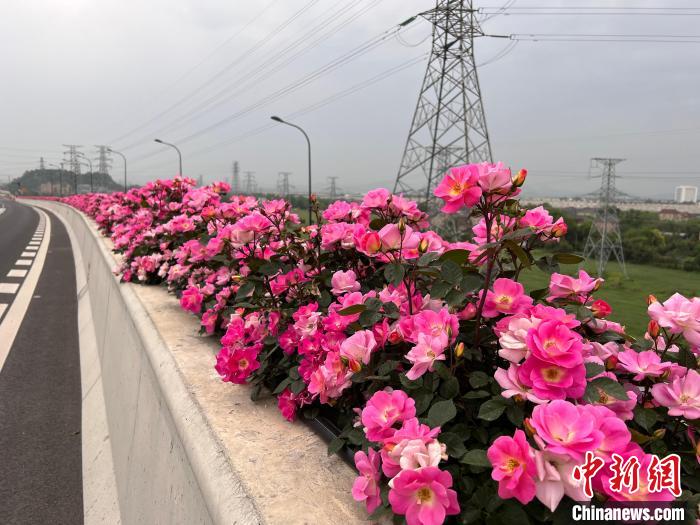 毎年開花時期になると高架道路の脇で美しく咲き誇るコウシンバラ（写真提供・杭州市園林文物局）。