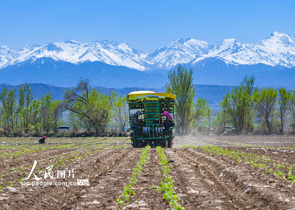 トマトの植え付け作業に追われる農家　新疆・吉木薩爾