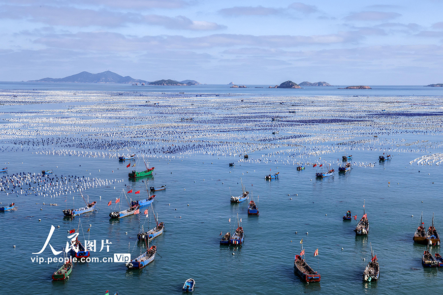 ムール貝の養殖作業で活気づく海洋牧場　浙江省舟山