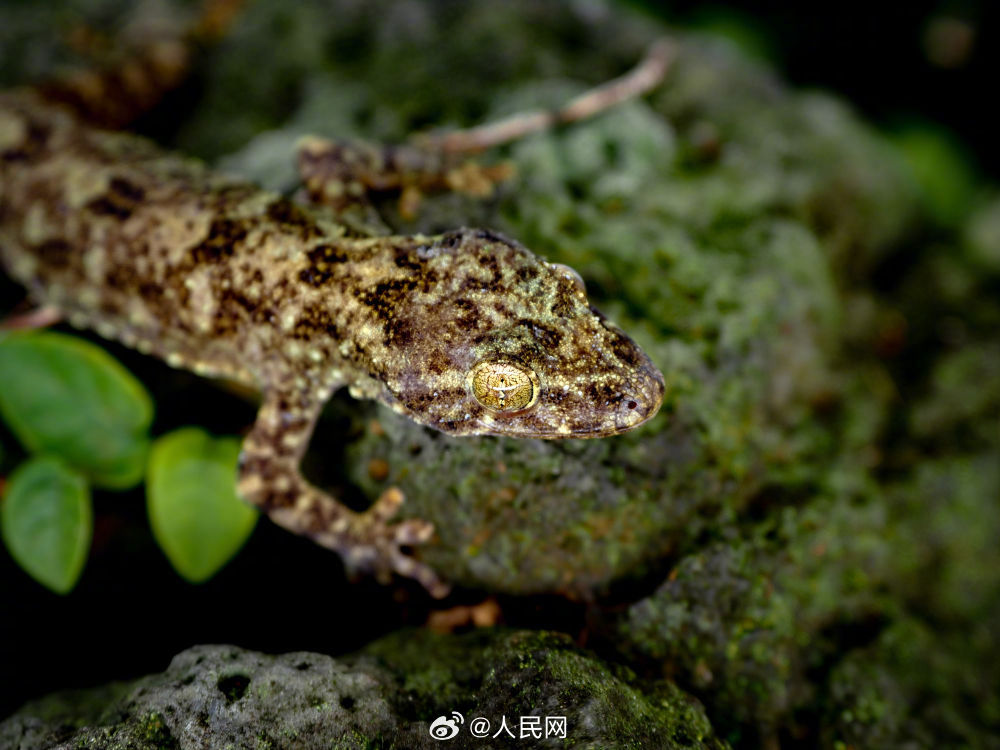 海南省で約100年ぶりとなる新種のヤモリを発見