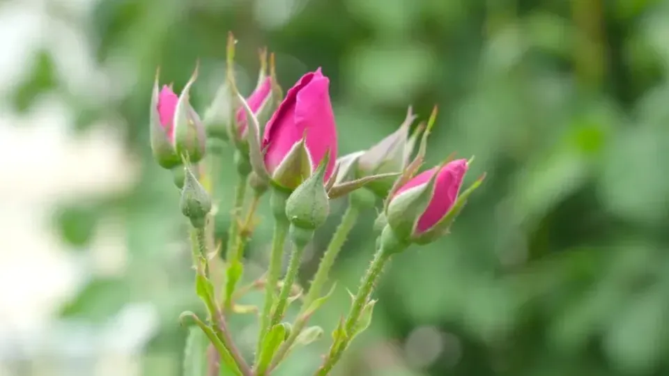 于田県の砂漠に植栽されたバラ。（写真提供・和田地区融メディアセンター）