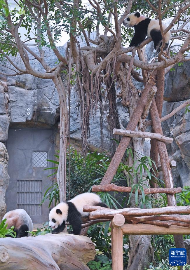 香港オーシャンパークの双子の赤ちゃんパンダの名前が「加加」と「得得」に決定