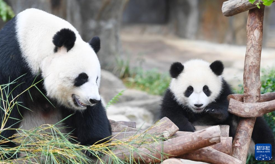 香港オーシャンパークの双子の赤ちゃんパンダの名前が「加加」と「得得」に決定