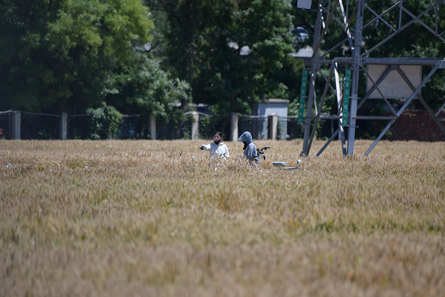 北京の「最も地価の高い麦畑」　まもなく収穫シーズンに