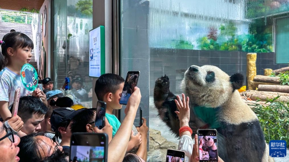 帰国した双子パンダの「宝弟」と「宝妹」が温州動物園で公開　浙江省