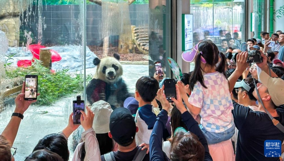 帰国した双子パンダの「宝弟」と「宝妹」が温州動物園で公開　浙江省