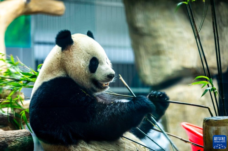 帰国した双子パンダの「宝弟」と「宝妹」が温州動物園で公開　浙江省