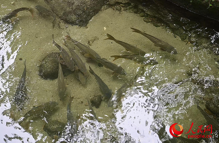 清流で養殖されている「身が引き締まった魚」（撮影・雷琦竣）。