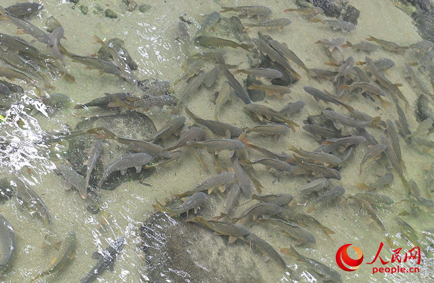 清流で養殖されている「身が引き締まった魚」（撮影・梁章暉）。