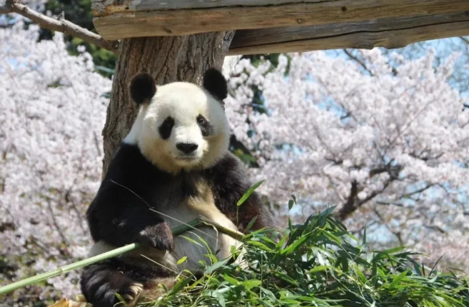 在りし日のジャイアントパンダの「タンタン」（資料写真、写真提供・神戸市立王子動物園）。
