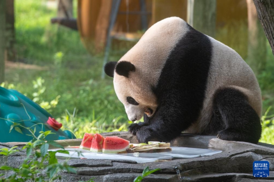 動物たちも涼しく！動物園の暑さ対策　重慶
