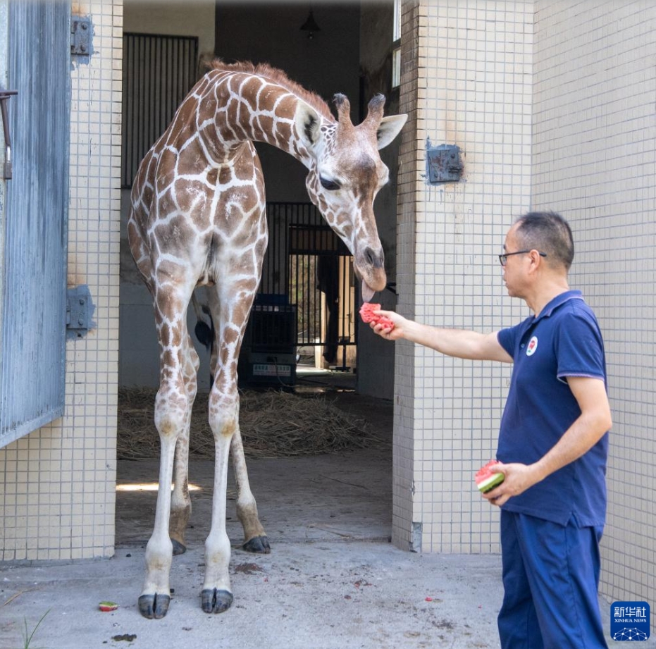 動物たちも涼しく！動物園の暑さ対策　重慶
