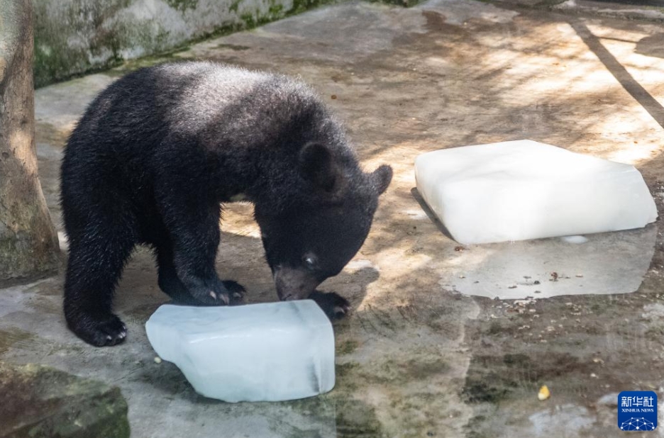 動物たちも涼しく！動物園の暑さ対策　重慶