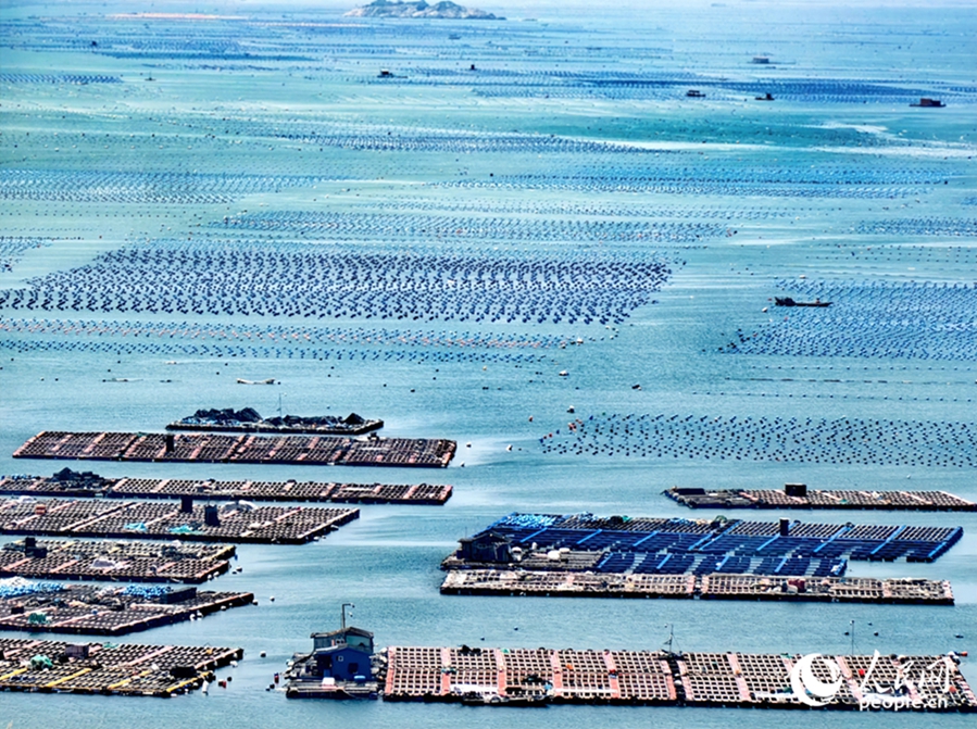 「海上牧場」でアワビ年間6万トン近くを生産　福建省連江県