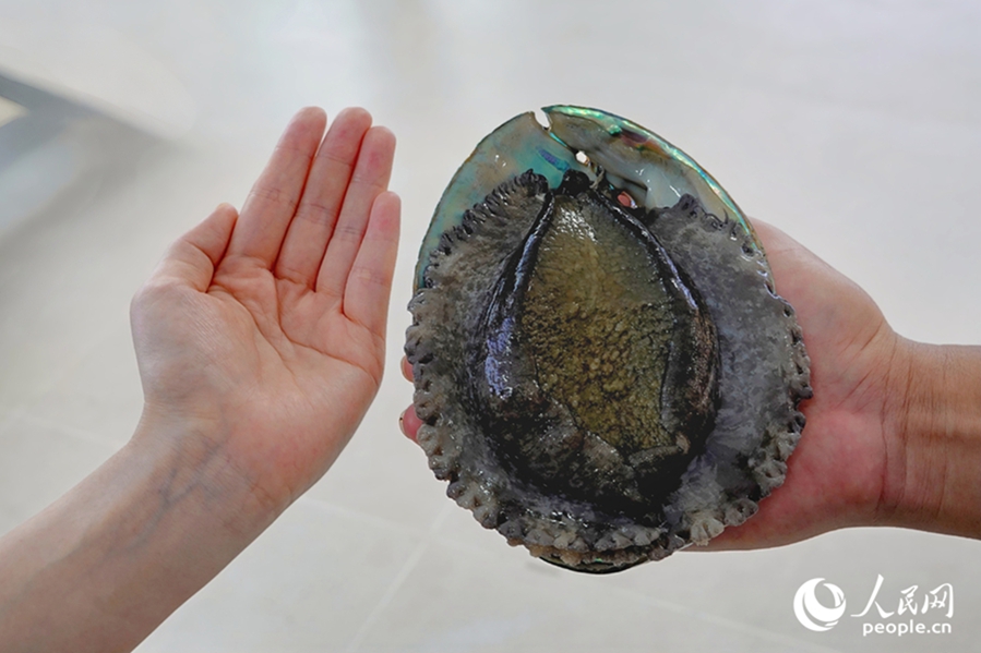 「海上牧場」でアワビ年間6万トン近くを生産　福建省連江県