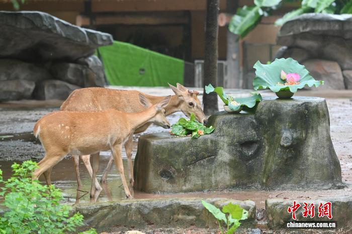 広州動物園が動物のために「暑さ対策メニュー」　広東省
