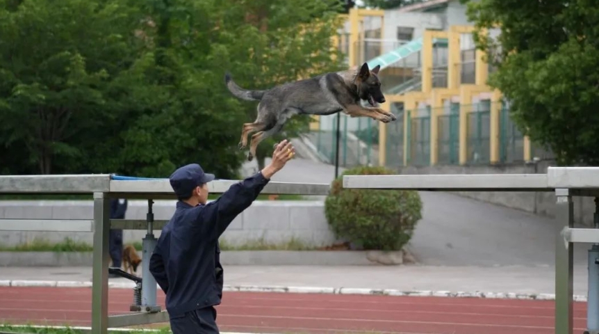 中国の「警察犬技術」学科が話題に　学生に子犬が配られるって本当？