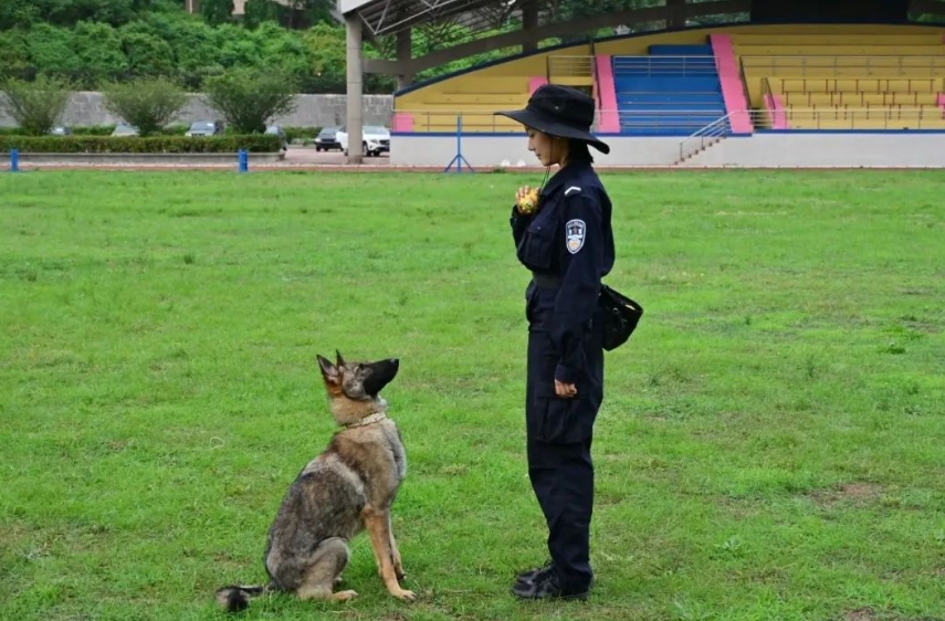 中国の「警察犬技術」学科が話題に　学生に子犬が配られるって本当？