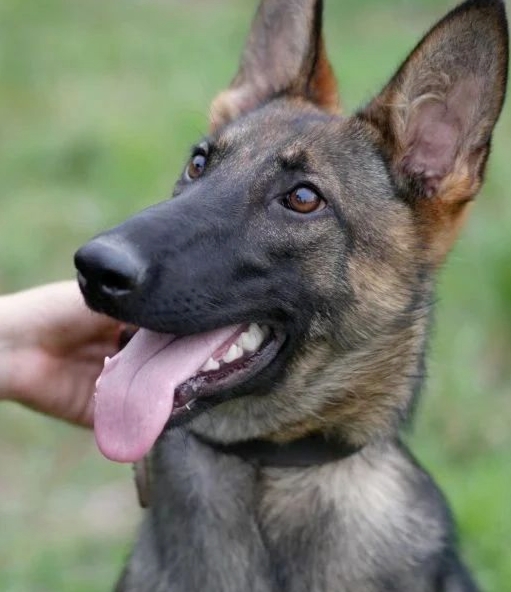 中国の「警察犬技術」学科が話題に　学生に子犬が配られるって本当？