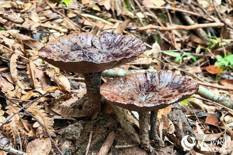 山林では、カサが成長し、艶やかで黒光りする「霊芝」があちこちに生えている。（撮影・楊灝昱）