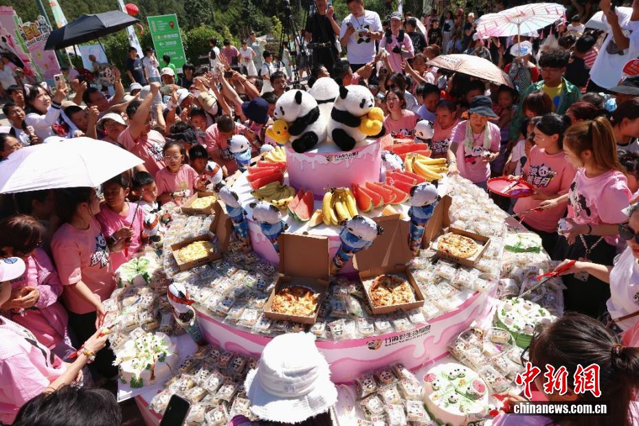 ジャイアントパンダの「霊岩」が8歳に　河南省洛陽