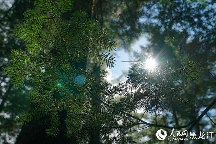森林の中で大自然を堪能　黒竜江・上甘嶺渓水国家森林公園