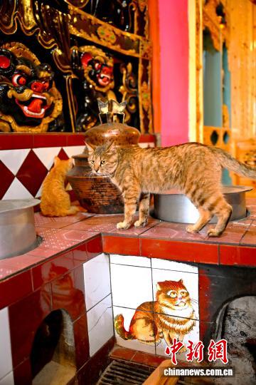チベット族の暮らしに融け込んでいる「愛猫文化」　四川省郷城