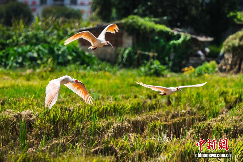 稲刈りが終わった田んぼにトキが飛来　陝西省