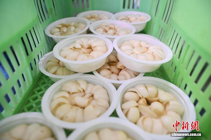 ユリ根の生産・販売ピーク到来　甘粛省