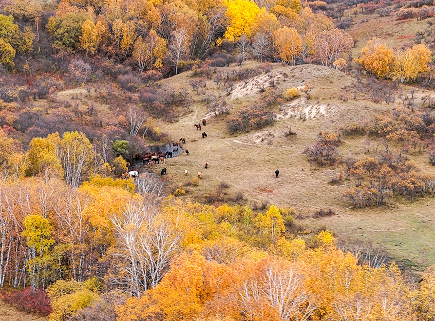 カラフルな秋の色彩の競演　河北省囲場