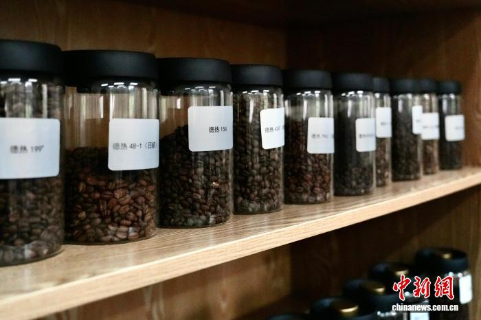 雲南省徳宏熱科所が育成したコーヒー品種の展示。撮影・羅婕