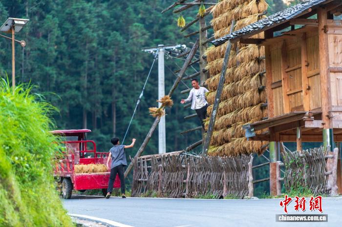 侗族の村で秋を彩る黄金色の稲架　貴州省