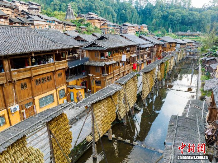 侗族の村で秋を彩る黄金色の稲架　貴州省