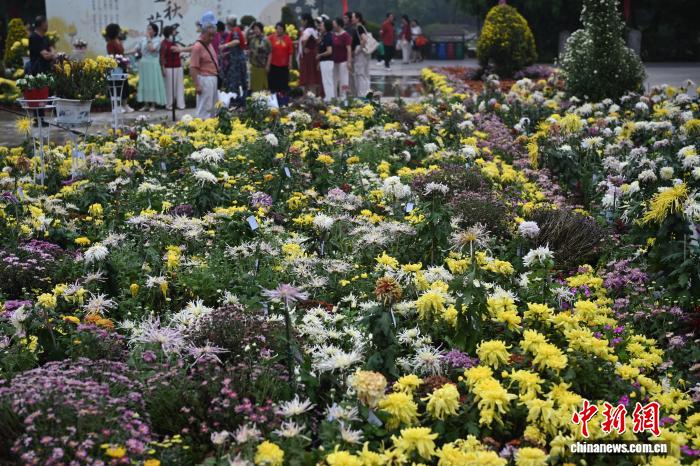 菊の逸品数百種類が美しさを競う　江蘇省南京