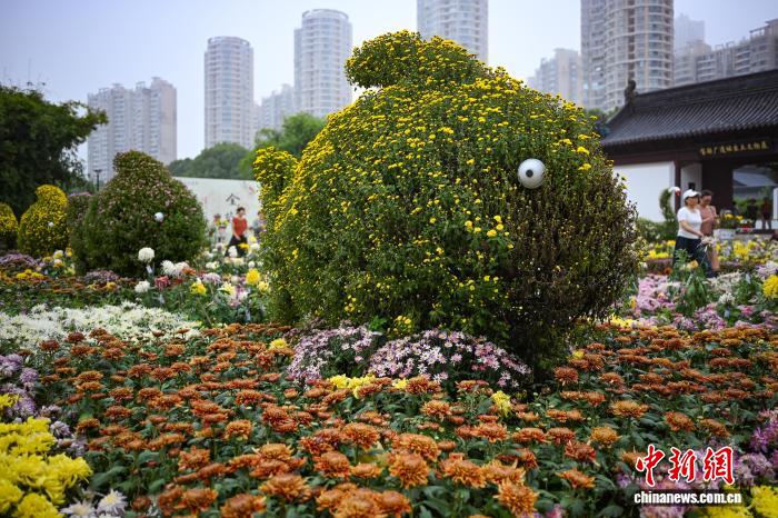 菊の逸品数百種類が美しさを競う　江蘇省南京