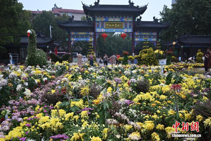菊の逸品数百種類が美しさを競う　江蘇省南京
