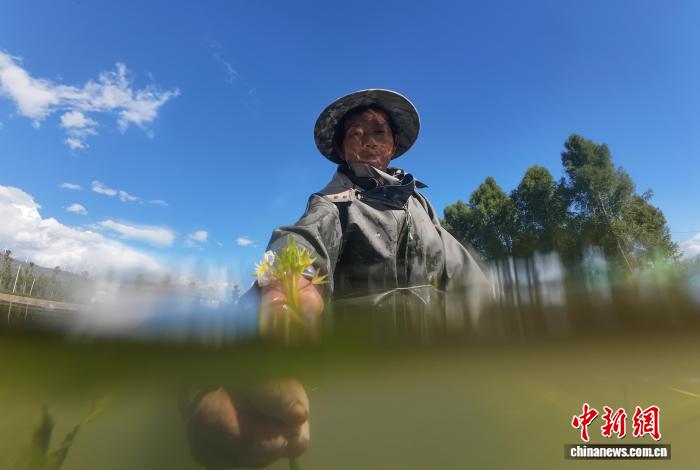海菜花が「水質指標」から「経済作物」へ　雲南省洱源